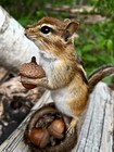 Chipmunk Taxidermy, Eastern Chipmunk Mount, Squirrel Taxidermy, Nature, Gift!