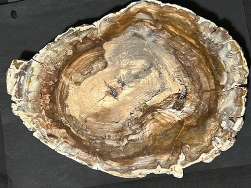MAGNIFICENTLY FLUORESCENT ( 10 ")  ARAUCARIA PETRIFIED WOOD, MADAGASCAR. - Picture 20 of 24