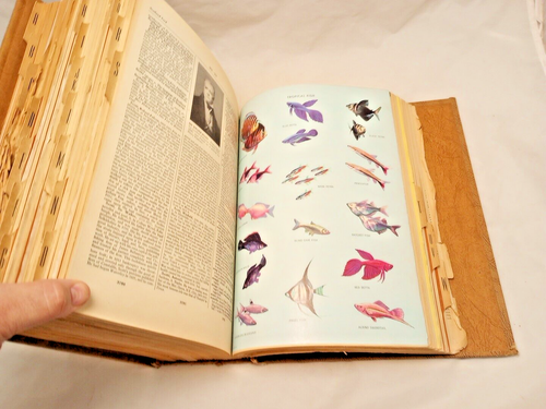 ERSTAUNLICH!! Selten!! Vintage Webster's Unabridged Encyclopedic Dictionary 1957 9 lbs - Bild 18 von 24