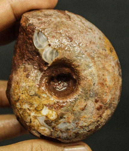 237G AMAZING WHOLE PERMIAN AMMONITE FOSSIL MOLLUSCA TIMOR - Picture 5 of 11