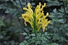 12 graines BIGNONE DU CAP JAUNE(Tecomaria Capensis Aurea)G17 SEEDS SEMILLAS