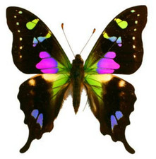 Graphium weiskei Lot of 2 A1 Pristine, Purple...