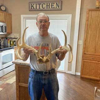 Massive 142” main frame 8 Wild Whitetail Deer Antler Rack shed bone taxidermy