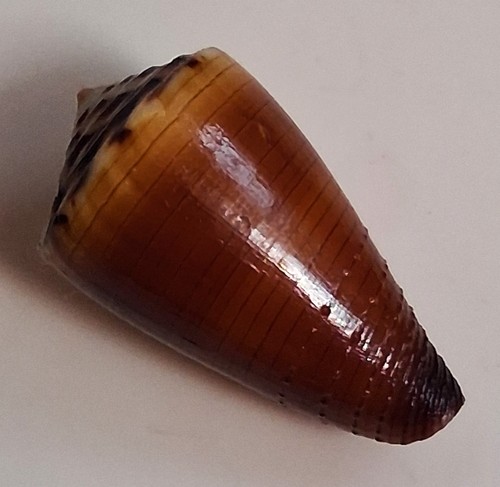 Sea Shell cono vitulinus 30mm, gema, bonito patrón, perfecto - Imagen 6 de 6