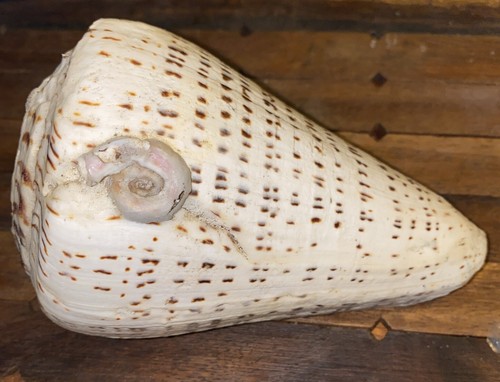 Large Hawaiian Leopard Cone Conus Leopardus Sea Shell 141 mm Big Island Hawaii - Picture 1 of 10