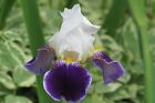 Tall Bearded Iris Rhizomes-Collection of 6 Fresh Perennial Plants