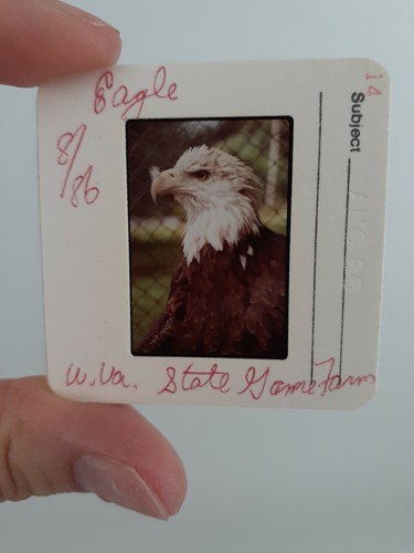 Lot 80 Color Slides Wildlife Coyote Osprey Eagle Deer Wolf Red Fox Big Horn Shee - Picture 6 of 12