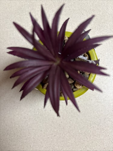 New Sleepy Snow White Planter Faux Succulent Terrarium Fairy Garden Seven Dwarfs - Picture 2 of 6