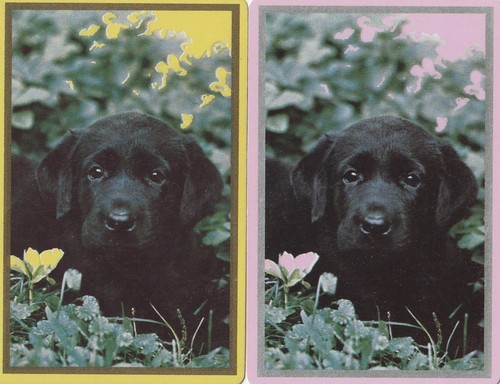Pair of Black Labrador Puppy, Swap Cards