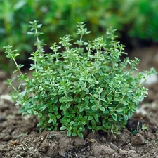 Thyme Seeds, Thymus Vulgaris, Heirloom, Non-GMO, Medicinal, Herb, Free Shipping