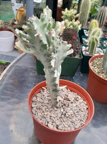Euphorbia Lactea Variegated White Ghost 8-9"H X 4" W Ships Bare root STUNNING!#3 - Picture 6 of 7