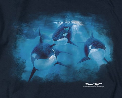 Wild Wings "Pod Of Orcas" Damen T-Shirt - Bild 2 von 3