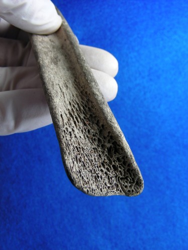 BONE GOUGE OR TOOL 6-7/8" KANSAS Authentic Indian Artifacts