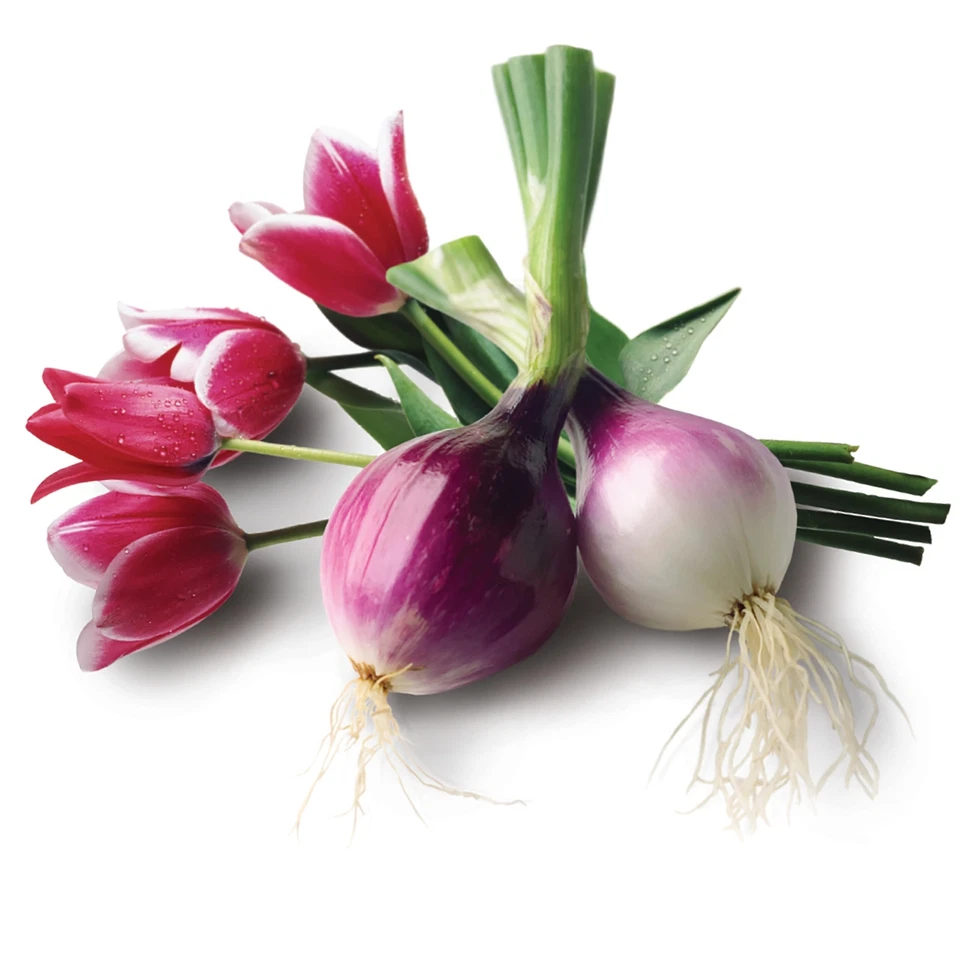 Jobe's Organics 4lb Bone Meal Fertilizer Organic NPK 2-14-0 for Vibrant Blooms - Image 4 of 4