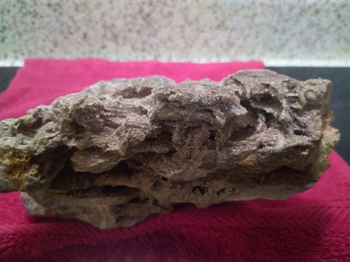 Crystallized Petrified Wood From Brilliant Alabama - Picture 3 of 5
