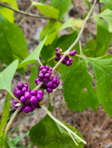 {3} THREE FRENCH MULBERRY PURPLE BEAUTY BERRY BUSH CALLICARPA AMERICANA - Picture 1 of 10