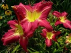 Newberry Festival Daylily 2 Fans Combined Shipping