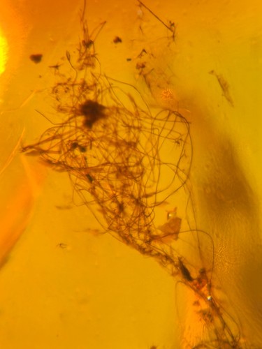 uncommon unknown hair Burmite Myanmar Burmese Amber insect fossil dinosaur age