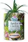 Gifts that Bloom, Spider Insect Zoo New Garden Gift Can