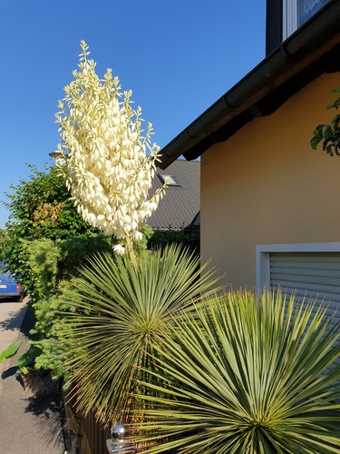 MW57-2023 Y. recurvifolia (Gerd) x Y. sp. 'Piedras Negras' - Yucca Hybride-Samen - Bild 8 von 20