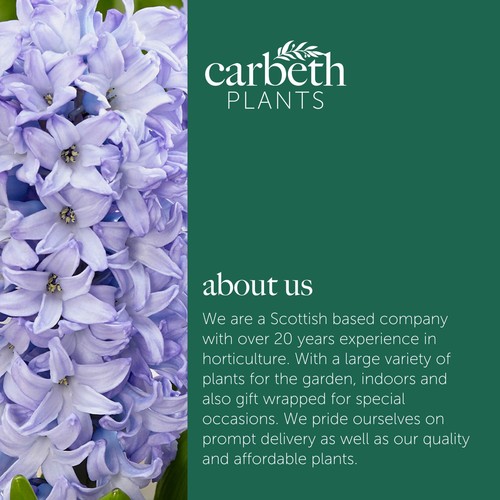 Hyacinth Spring Bulb Rhapsody in Blue Mix - Highly Fragrant Flowering Perennials - Picture 8 of 8