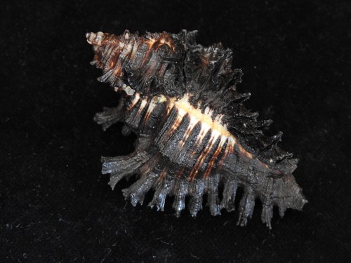 Muscheln Chicoreus braun 73,9 mm ID #4903 - Bild 3 von 8
