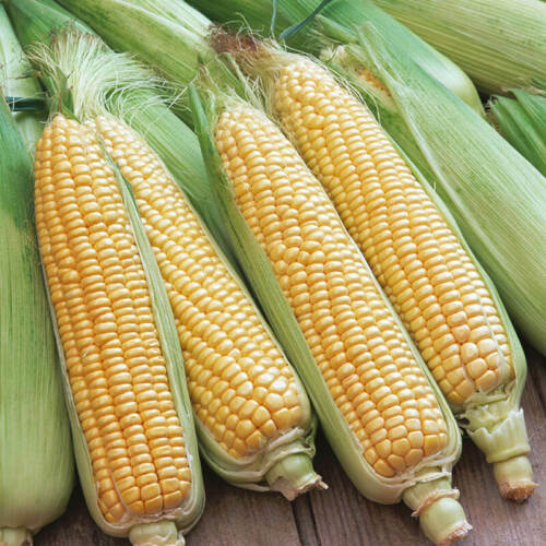 15 Swift Sweetcorn Seeds - RHS Winner - Picture 3 of 9