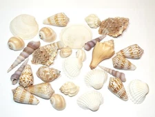 Shell 10 Ounces of Shells Cones Spirals Clams Conchs Natural Shells Decor S64