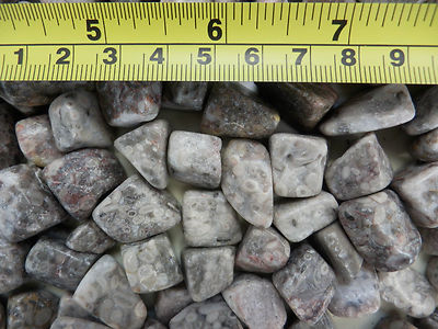 Tumbled Fossil Stones Pisolitic Limestone 2.4 to 9.2 g size