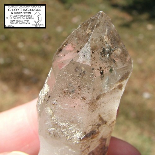CHLORITE INCLUDED QUARTZ CRYSTAL WHALEY GOLD MINE CALIFORNIA DE LUZ COUNTY 1987 - Picture 11 of 12