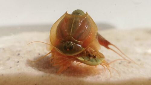 Triops (Urzeitkrebse) + Zuchtansatz mit Futter Set und 100, 200 oder 300 Eiern - Bild 24 von 41