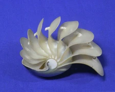 Formosa/SEASHELL/The inner beauty of seashell 102.5mm.
