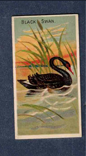 BLACK SWAN1889 N5 Allen & Ginter Birds Of The Tropics