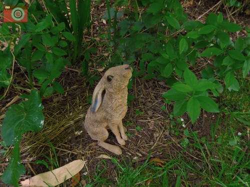 A MOON GAZING HARE, Vivid Arts, For Home or Garden. Lovely Figure. Weatherproof - Picture 3 of 11