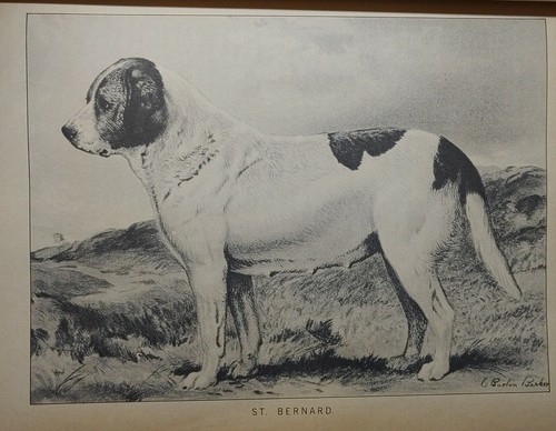 1984 REPRINT 1879-1881 CLASSIC ENCYCLOPEDIA OF THE DOG by VERO SHAW Art History - Imagen 9 de 12