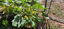  10 Crookneck Yellow Squash Seeds NON-GMO 