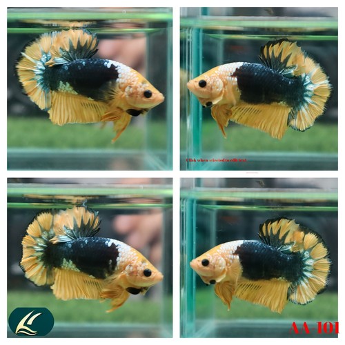 AA101 Live Betta Fish High Quality MALE Mustard Gas Plakat USA Seller eBay