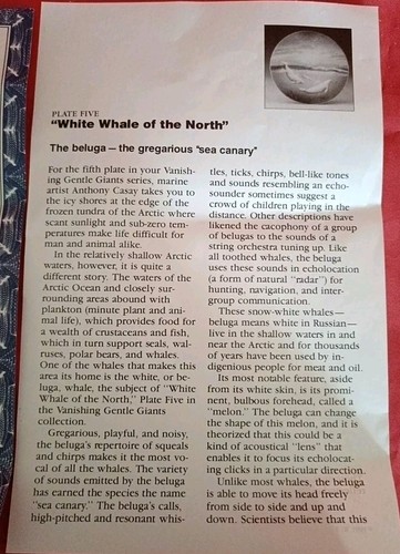 "White Whale Of The North" by Anthony Casay - WS George 1991 Collector Plate - Picture 4 of 6