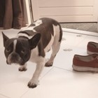 Foto 5 di 5