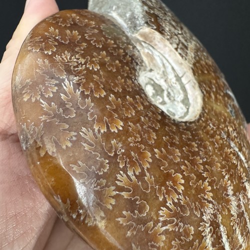 14.5cm/570grams Polished Ammonite Fossil Specimen, Madagascar #64 - Picture 8 of 8