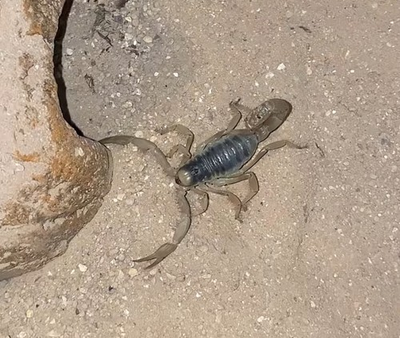 #ad Live Sub Adult Giant Desert Hairy Scorpion 3” Inches $30.00