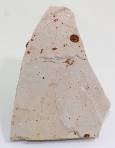 Pesce, Lusitanichthys africanus, gesso, Cenoman, Kem Kem, Marocco -b160 - Foto 2 di 4