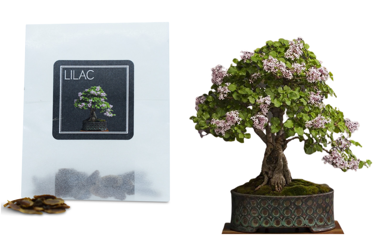 30 Lilac Bonsai Seeds | Grow Your Own Bonsai Tree | Bonsai Beginners Gift