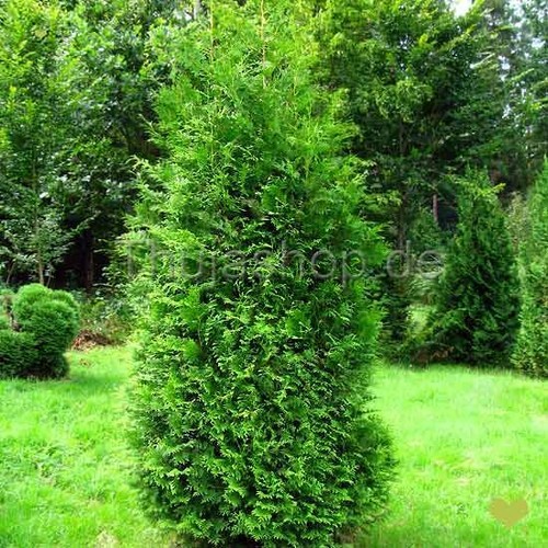 Thuja ‘Brabant’ (Best Buy) | 100-120cm | Containerware | 5L - Bild 10 von 12