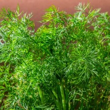 5x Dill Plug Plants Vegetables Garden Herb - Ready now