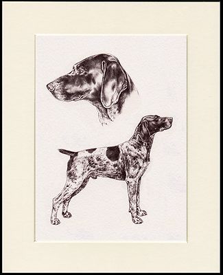 German Shorthaired Pointer Great Dog Sketch Print Mounted Ready To