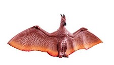 Rodan 2019 Movie Monster Series Large Wingspan Godzilla Bandai Japan New