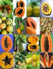 PAPAYA FRUIT MIX exotic tropical carica swe fruits rare tree plant seed 25 SEEDS