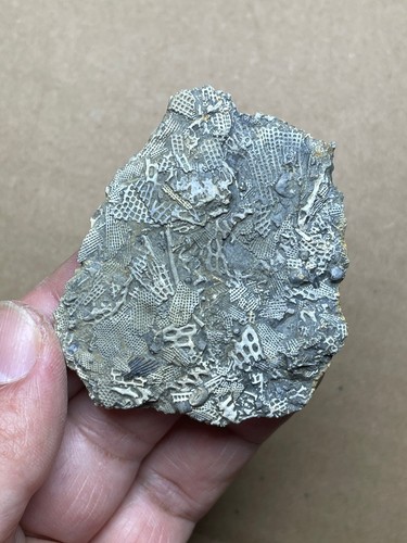 27g Kambrium Bryozoen Meeresorganismen Geologisches Gesteinsexemplar - Bild 1 von 13