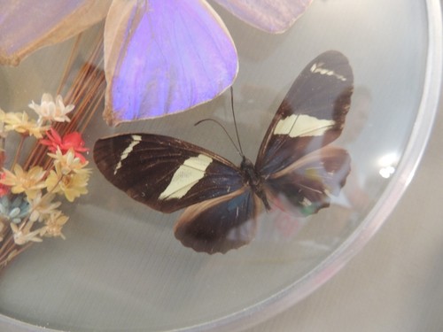 4 Greek butterflies decorated in two cases - Picture 16 of 17